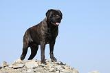 BULLMASTIFF 336